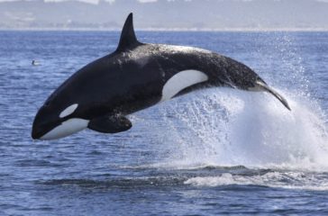 orca