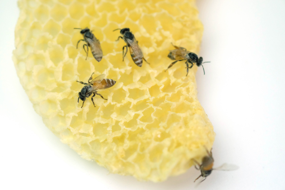 shutterstock_1034308654