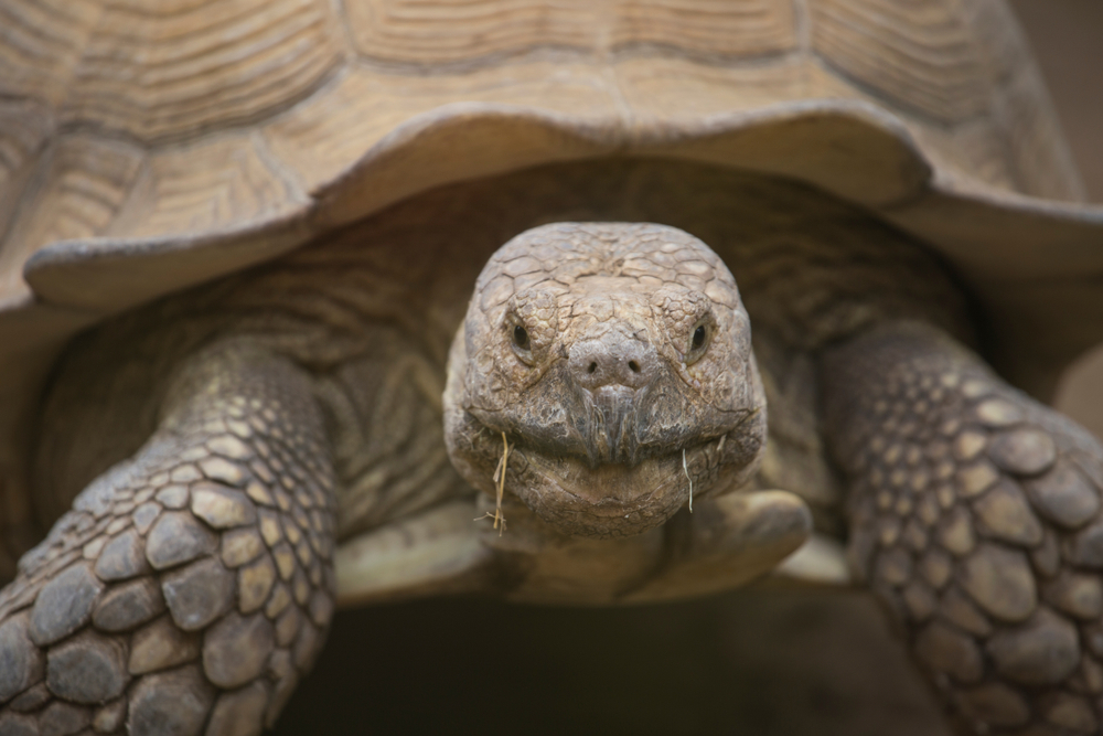 shutterstock_1326415742