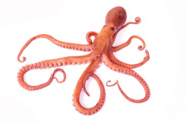 shutterstock_365714759