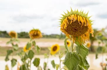 shutterstock_439169317