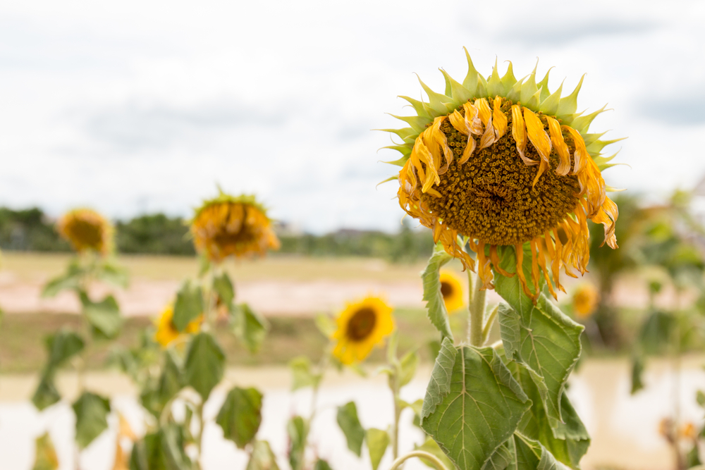 shutterstock_439169317