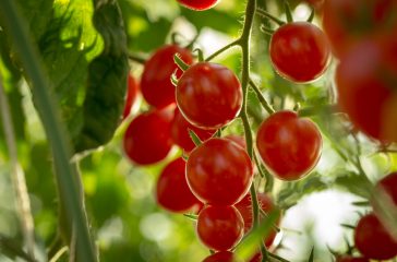 shutterstock_579591982