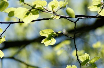 shutterstock_590569622