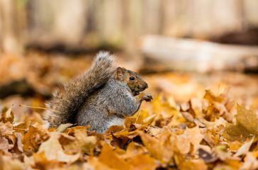 squirrel