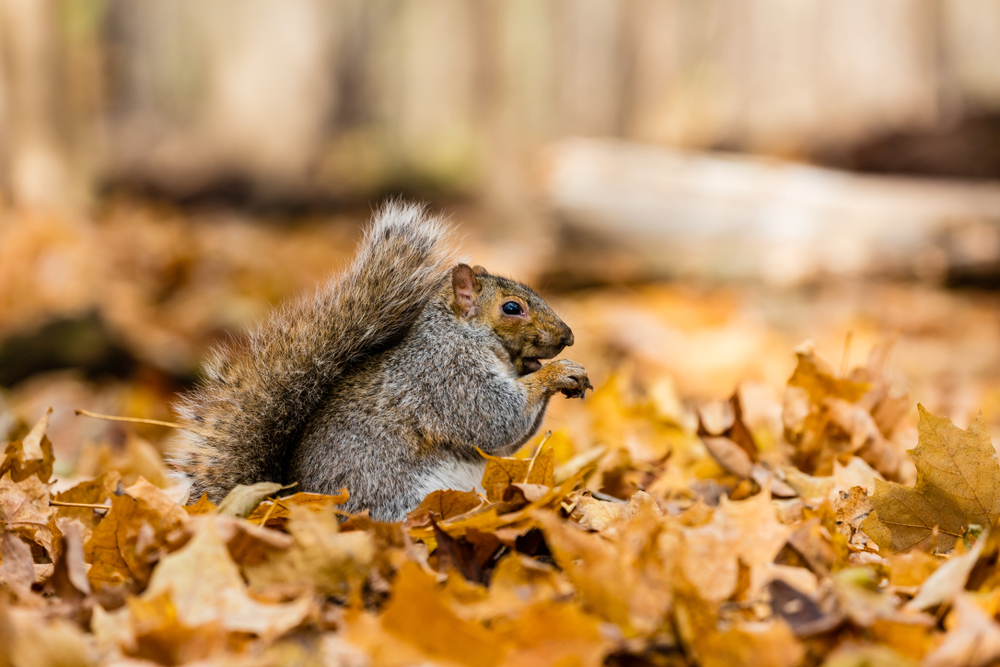 squirrel