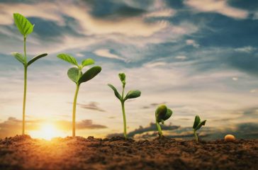 soybean growth in farm with blue sky background. agriculture plant seeding growing step concept