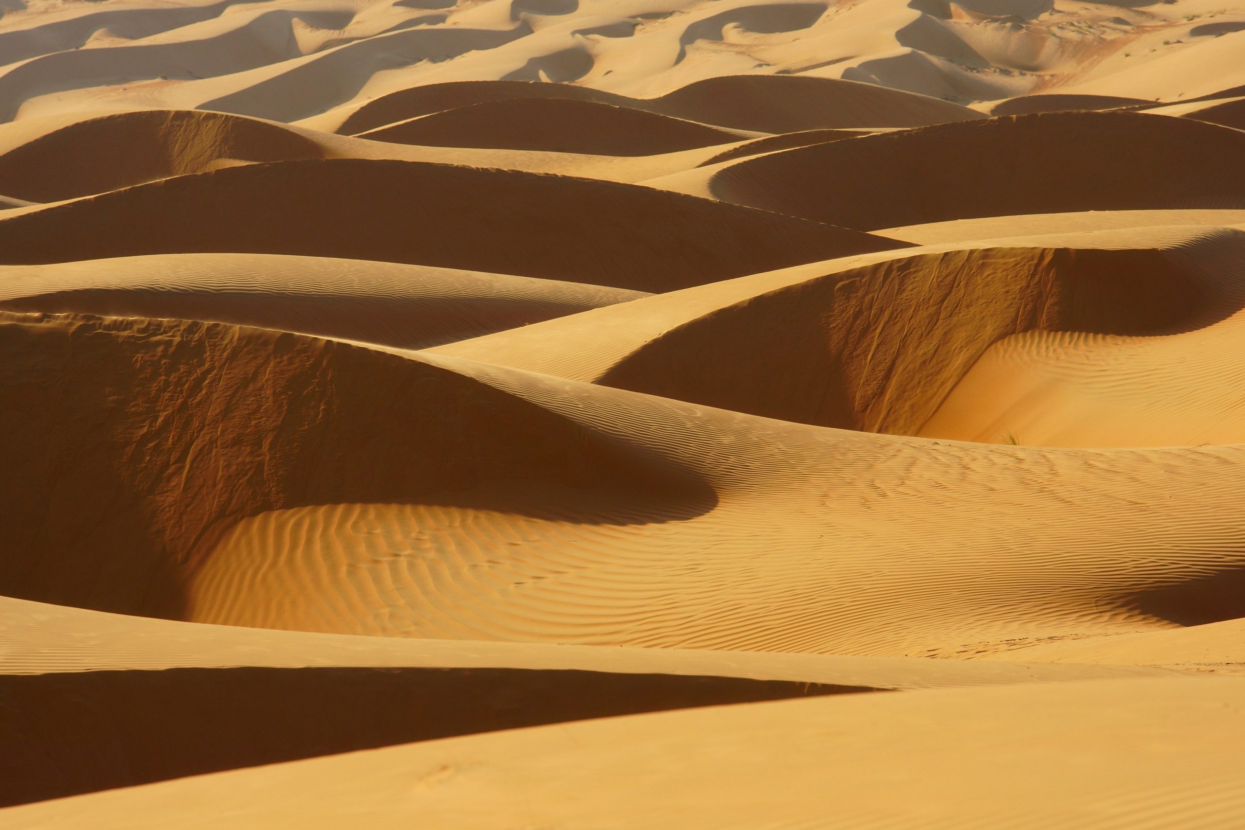 Light and shadow on beautiful dunes. Wahiba sands desert (Sharqiyah sands). Oman