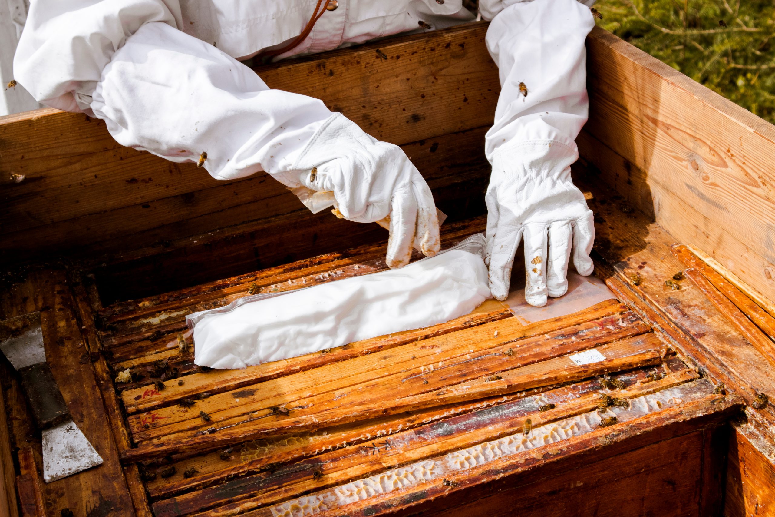 Beekeeper with protective gloves giving honeybees food in the s