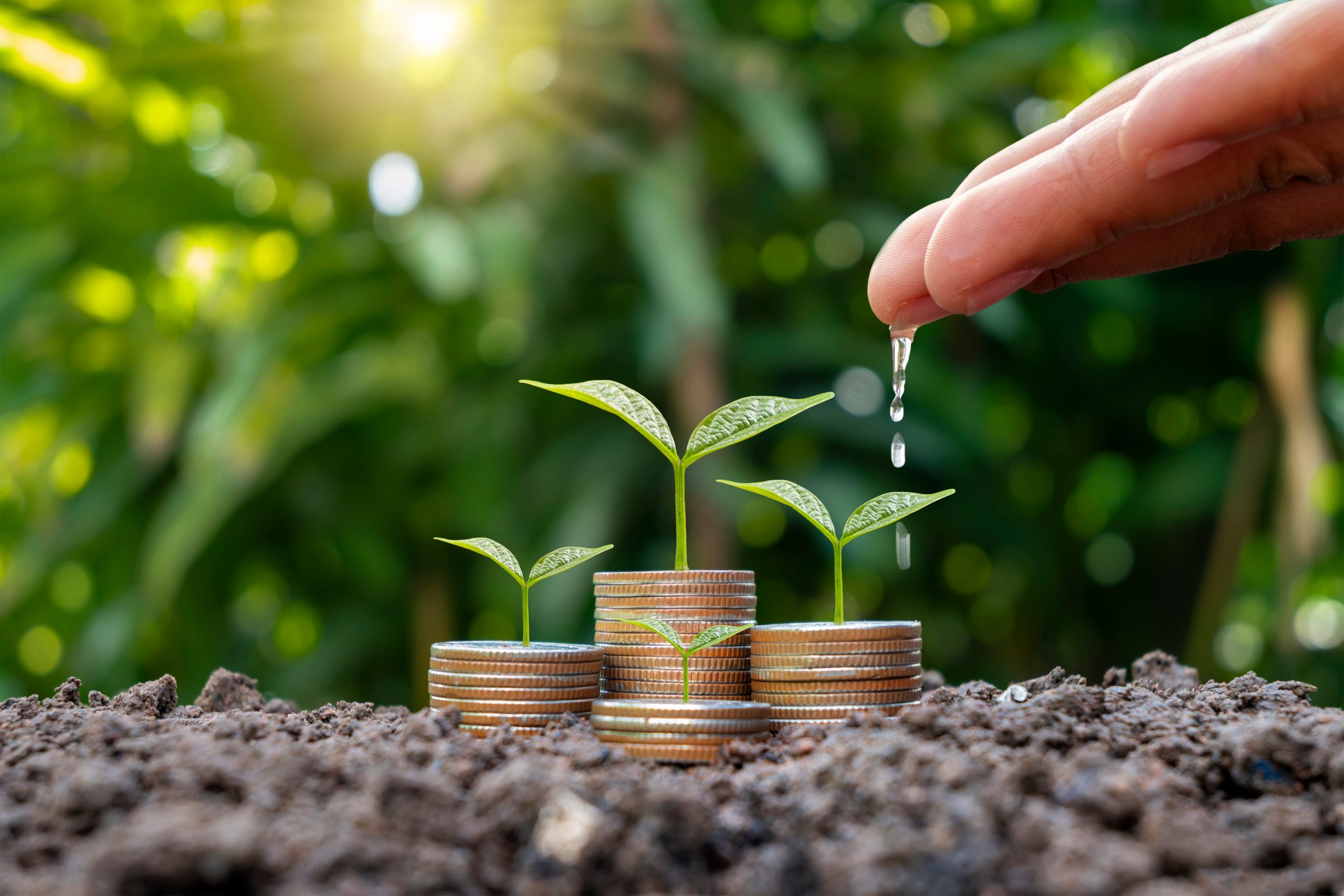 Farmer's hands are watering plants on stacked coins and naturall