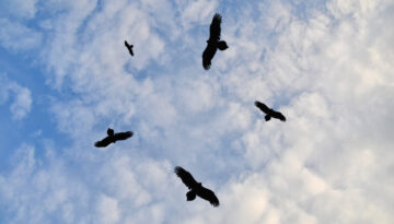 Private credit firms circle Barings’ loan book