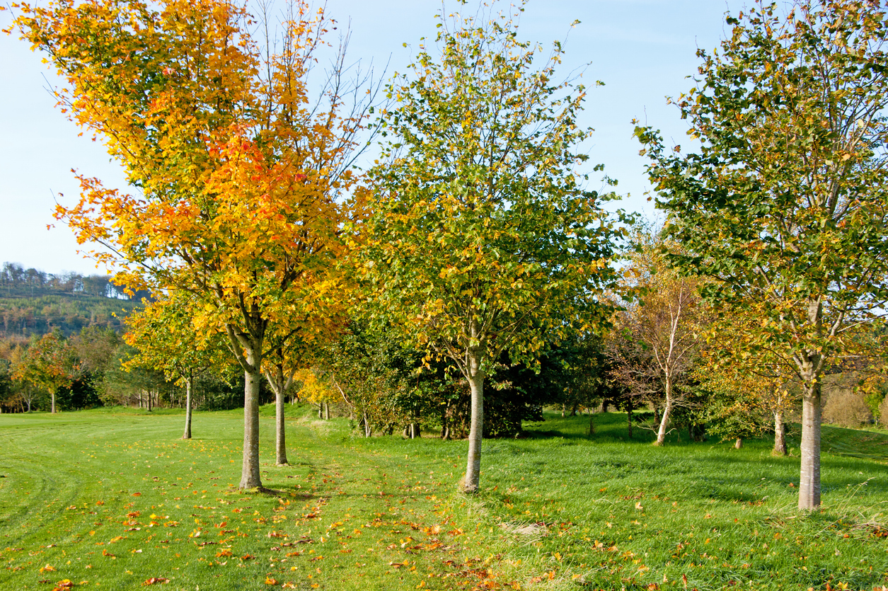 Aflac buys stake in Tree Line