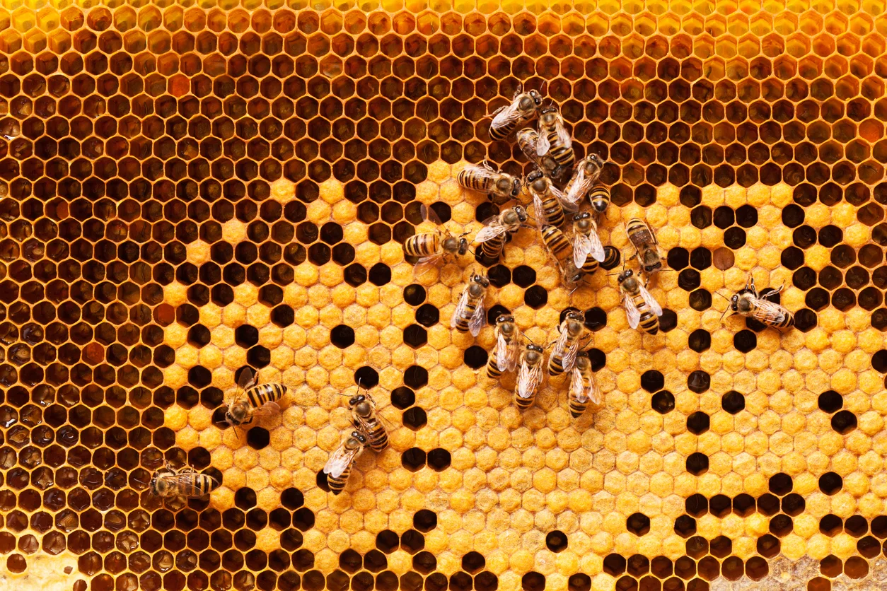 Honeycomb Credit raises $6m in seed funding