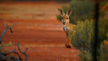 Australia’s Tanarra Capital plans private credit fund launch