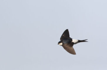 Assetz Exchange rebrands to Housemartin