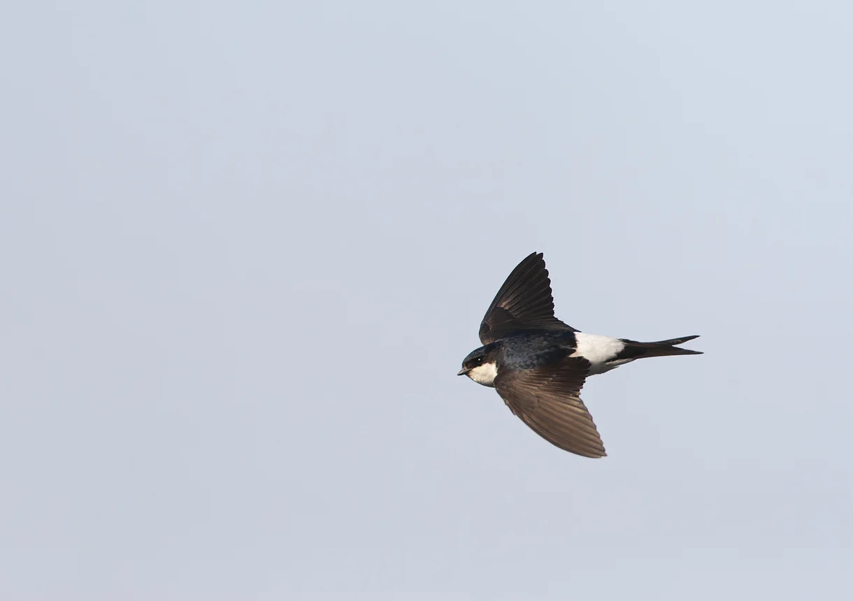 Assetz Exchange rebrands to Housemartin