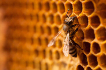 Pollen Street appoints Crispin Goldsmith