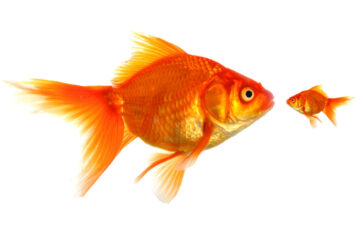 PitchBook private debt report