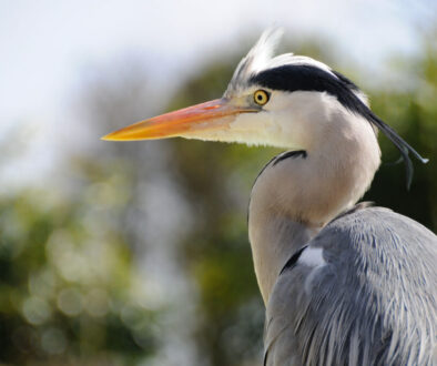 Heron Finance adds Antares fund