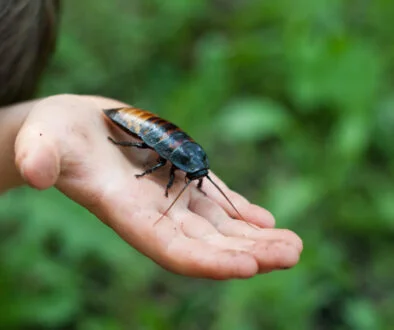 ‘Cockroach’ fears overblown in the wake of Tricolor and First Brands fallout ‘Cockroach’ fears overblown in the wake of Tricolor and First Brands fallout