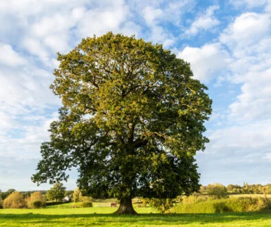 Allianz partners with Oaktree