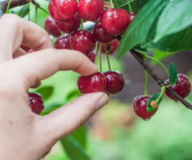 Adams Street Partners says lenders need to be picky