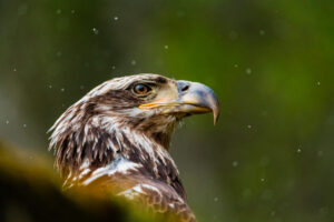 First Eagle acquires Diamond Hill