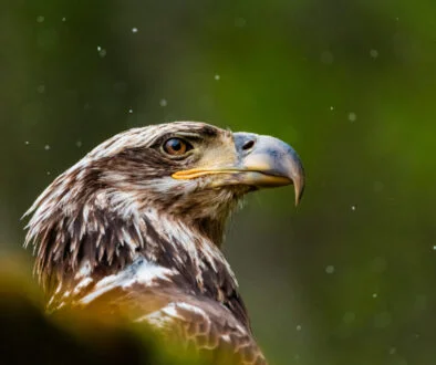 First Eagle acquires Diamond Hill