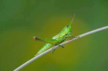 Fintech lender Enova acquires digital bank