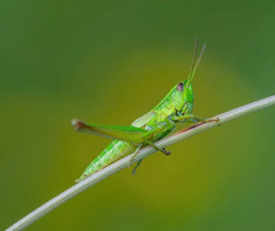 Fintech lender Enova acquires digital bank