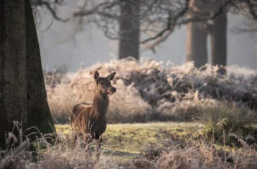 Deerpath closes $3.5bn direct lending fund