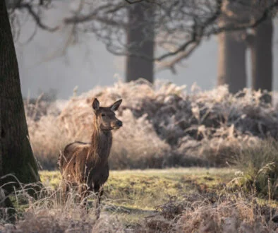 Deerpath closes $3.5bn direct lending fund