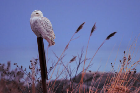 Blue Owl Capital shareholders file fraud lawsuit