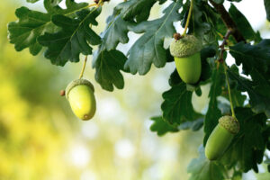 Oaktree's ABF strategy