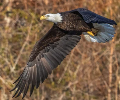 Eagle Point backs lower mid-market lender Pasadena