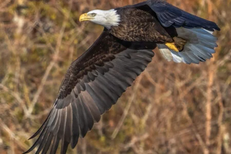 Eagle Point backs lower mid-market lender Pasadena