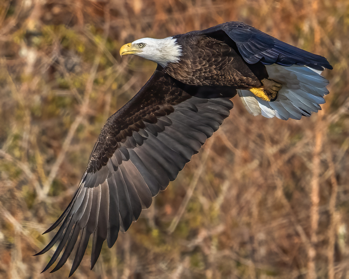 Eagle Point backs lower mid-market lender Pasadena