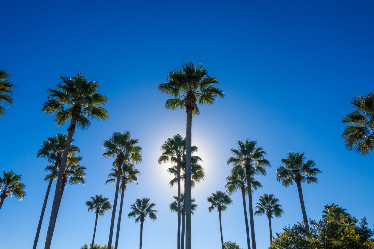 Palms