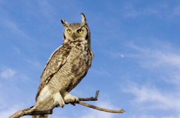 Blue Owl private credit fund outlook cut by Moody’s after investor redemption surge