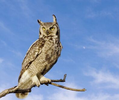 Blue Owl sells $1.4bn of loans amid redemption pressures