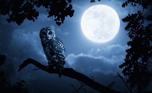  Ratings firms allay fears over Blue Owl’s BDC