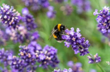 Pollen Street completes £300m facility with renewables funder
