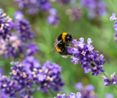 Pollen Street completes £300m facility with renewables funder