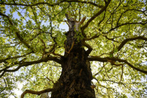 Oaktree deepens insurance push with Atlantic Coast Life takeover