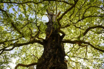 Oaktree deepens insurance push with Atlantic Coast Life takeover