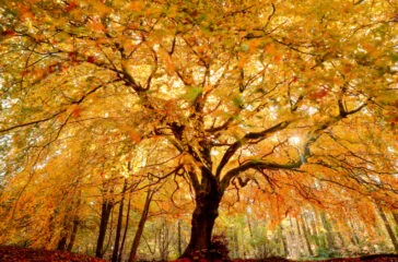 GoldenTree AM closes 37th CLO at $703m