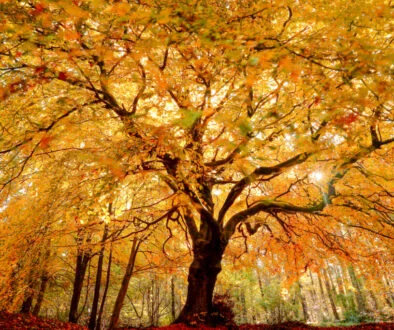 GoldenTree AM closes 37th CLO at $703m