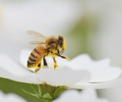 Pollen Street reports strong private credit fundraising momentum