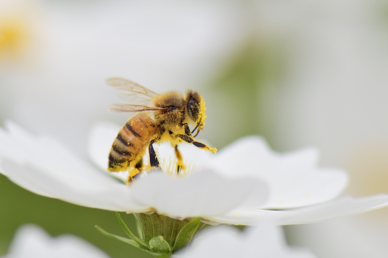 Pollen Street reports strong private credit fundraising momentum