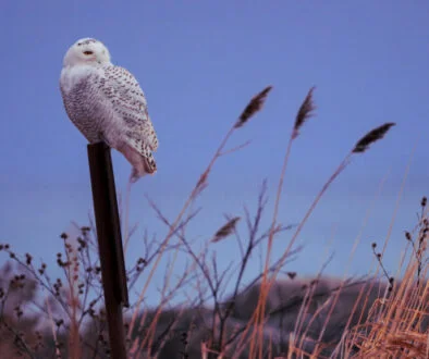 Blue Owl grows AUM and earnings despite wealth jitters